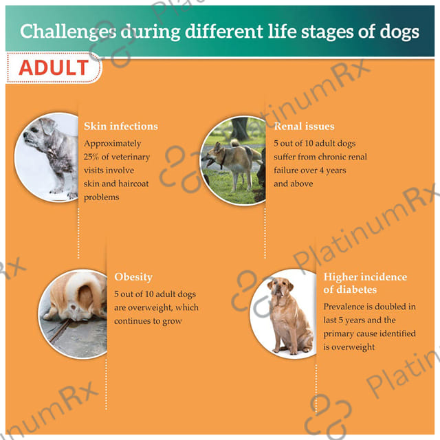 Himalaya Healthy Pet Food for Adult Dogs - With Omega 3 & 6 for Shiny Coat, Kidney Support & Energy - Meat & Rice 400 gm