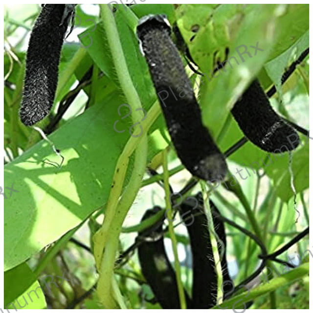 Tansukh Kapikachchu (Kaunch Beej) Churna